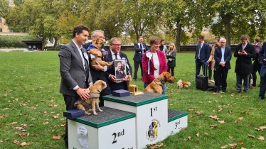 Westminster Dog of the Year