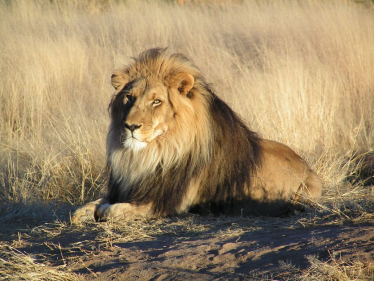 Pictured: A Lion in Namibia